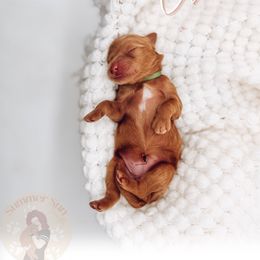Olive - Red  female Goldendoodle puppy in California City, California from Summer Sun Doodles