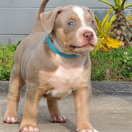 Boy 4 - American Bully puppy in Florida from Formidabull Kennels