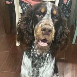 English Springer Spaniel Puppies from South Texas Springers