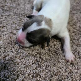 Boy 3 - White and badger male Great Pyrenees puppy in Ruthven, Iowa from Whispering Heights Ranch