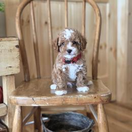 F1B Meet Prescott :) - Blenheim male Cavapoo puppy in Centerville, Iowa from Barnyard Dachshunds, Dals & Doodles