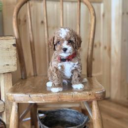 F1B Meet Prescott :) - Blenheim male Cavapoo puppy in Centerville, Iowa from Barnyard Dachshunds, Dals & Doodles
