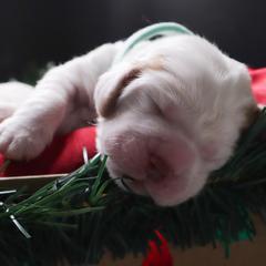 Clumber Spaniel Puppies from Wanderlust Clumber Spaniels