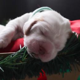 Clumber Spaniel Puppies from Wanderlust Clumber Spaniels