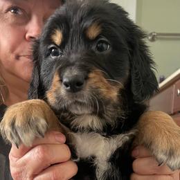 Pepper - male Golden Mountain Dog puppy in Seville, Ohio from Retriever Ranch