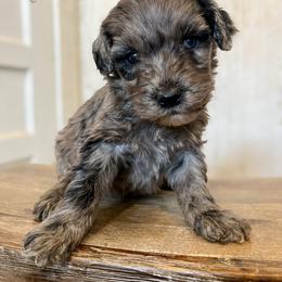 Beaker BLUE eye - Merle male Goldendoodle puppy in Grove, Oklahoma from Guinn Family Farms