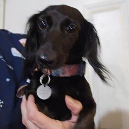 Pepper - Dachshund