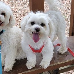 Maltipoos from Alabama Maltipoo
