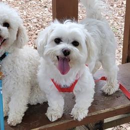 Maltipoos from Alabama Maltipoo