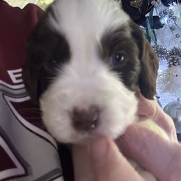 Green collar - White and liver male English Springer Spaniel puppy in Elma, Washington from McCartney Springer’s