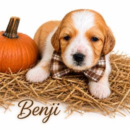 Benji - Apricot male Australian Labradoodle puppy in Covington, Louisiana from Cajun Land Doodles