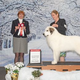 Great Pyrenees All Grown Up from Painted Sky