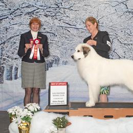 Great Pyrenees All Grown Up from Painted Sky