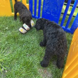 Poodle Puppies from Sarah’s Standards