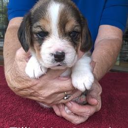 Tillie May - Black tan and white female Beagle puppy in Jerome, Missouri from Beam's Beagles