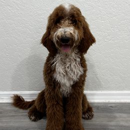 Kenai - Goldendoodle