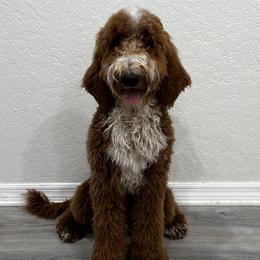 Kenai - Goldendoodle