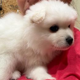 Miss Puff - White female American Eskimo Dog puppy in Brookfield, Missouri from Mauzey Eskies