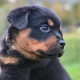 Boy 3 - Black and mahogany male Rottweiler puppy in Newfoundland, Pennsylvania from Poconopaws