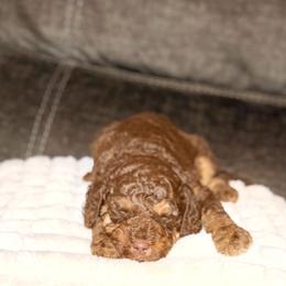 Teddy - Chocolate male Goldendoodle puppy in Richmond, Virginia from Diverse Nurturing Affectionate Doodle Kennel
