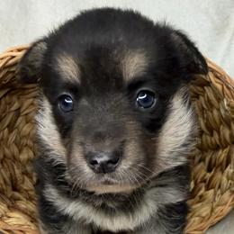 Wanda - Black and tan female American Corgi puppy in Grants Pass, Oregon from KnR Antler Dogs