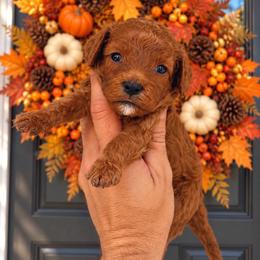 Simon - Red male Cavapoo puppy in Salt Lake City, Utah from SunnySide Mini Doodles