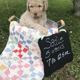 Goldendoodle, Schnoodle, and Sheepadoodle Puppies from Dood Ranch
