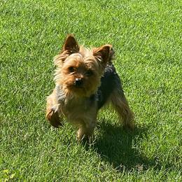 Finn - Yorkshire Terrier