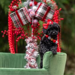 Abigale Gabble - Black female Cockapoo puppy in Deming, Washington from Heavenly Puppies to Love