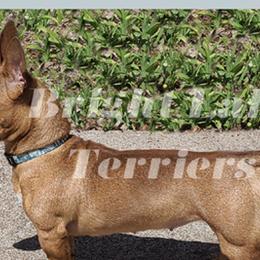 Karmel - Teddy Roosevelt Terrier