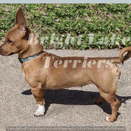 Karmel - Teddy Roosevelt Terrier