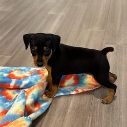 Video Fynn - Black and tan male Miniature Pinscher puppy in Eatonton, Georgia from TNT Puppies