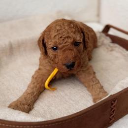 Boy 1 - Red  male Poodle puppy in Charlotte, North Carolina from Bruno & Co. Puppies