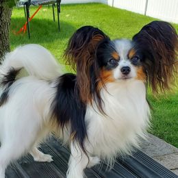 Aero - Papillon