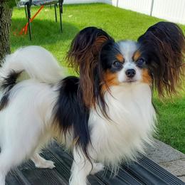 Aero - Papillon