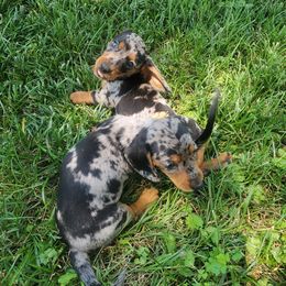 Dachshund Puppies from Grecian Kennel