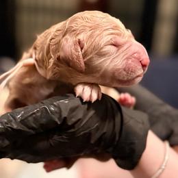 Boy 2 - Cream male Goldendoodle puppy in Puyallup, Washington from Dawnie’s Doodles