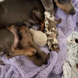 Dachshund Puppies from Little Long Weens