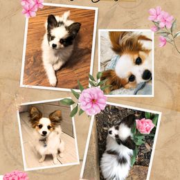 Maggie - Papillon