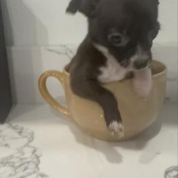 Mrs Roxy Bear  charting 4-5 lb 3500 - Black female Chihuahua puppy in Las Vegas, Nevada from Quality Poms Chihuahua Yorkies of Las vegas