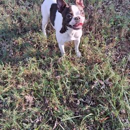 Layla - Boston Terrier