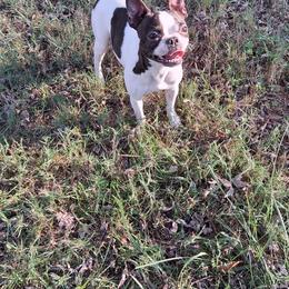 Layla - Boston Terrier