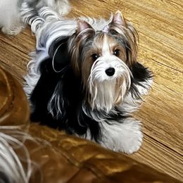 Katy - Biewer Terrier