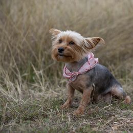 Hattrick - Yorkshire Terrier