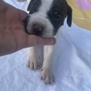Queen - Liver and white female Pointer puppy in Olympia, Washington from Birdsboro Pointers