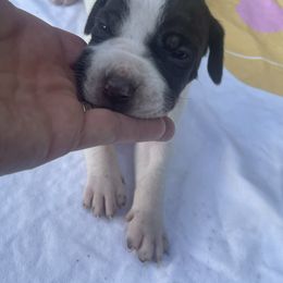 Queen - Liver and white female Pointer puppy in Olympia, Washington from Birdsboro Pointers