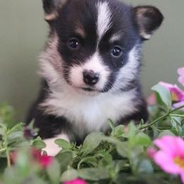 Rain - Black and tan female Pembroke Welsh Corgi puppy in Plains, Montana from Diamond Corgis