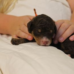 Penelope - Brown and white female Bernedoodle puppy in Eagle Mountain, Utah from Liberty Farms Puppies