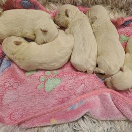 Akc Boy - White male West Highland White Terrier puppy in Hoschton, Georgia from AKC  Westie World