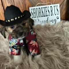 Shorkie Puppies from Shorkies R Us Breeding